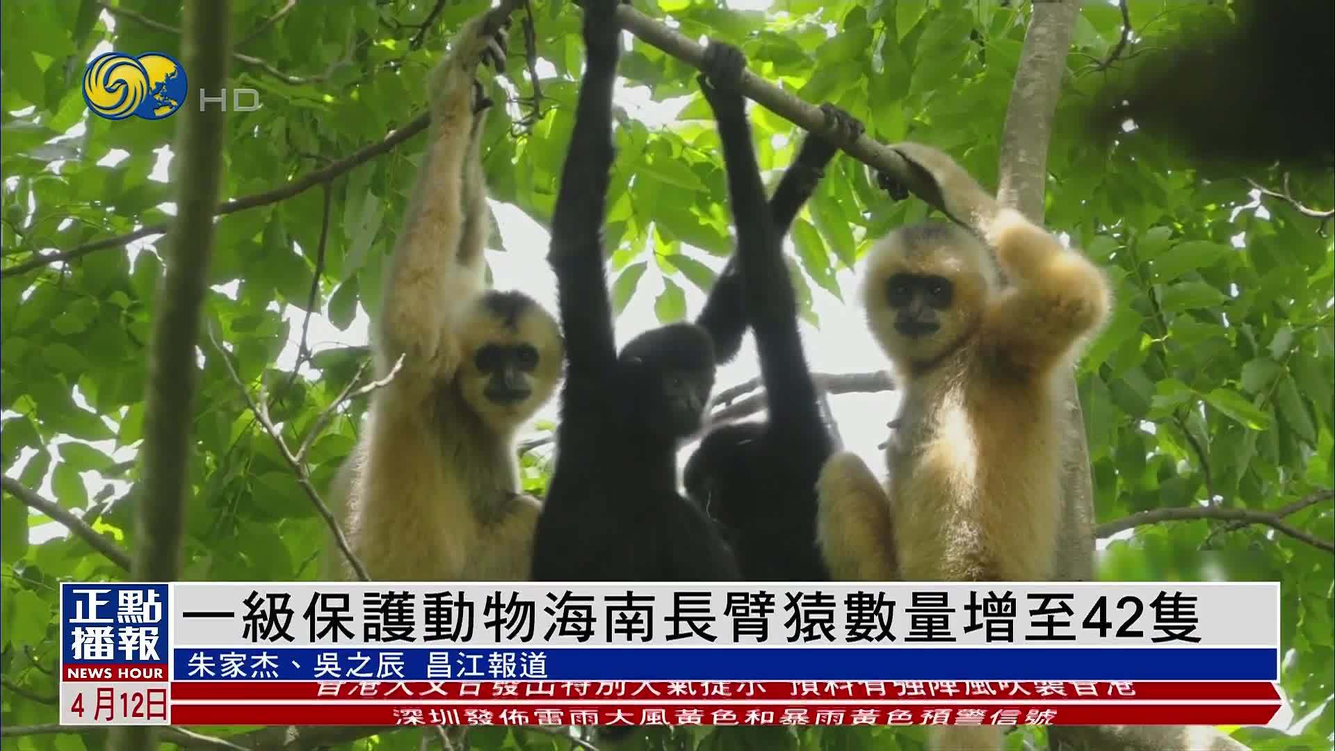 一级保护动物海南长臂猿数量增至42只