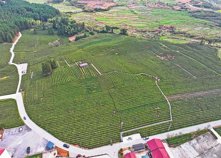 寒溪村茶园俯瞰。江西日报全媒体记者 徐黎明摄