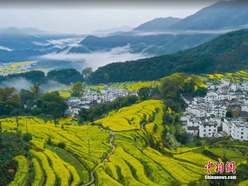 婺源油菜花盛開(kāi)。圖源：上饒文旅