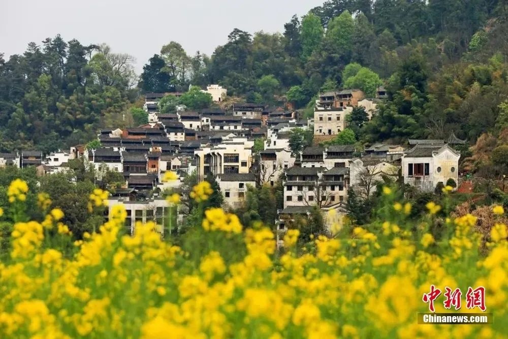 婺源油菜花盛開(kāi)。圖源：上饒文旅