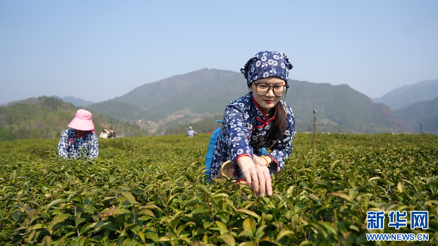 在修水县大椿乡,茶农正在采摘茶叶。新华网发 桂圆丽 摄