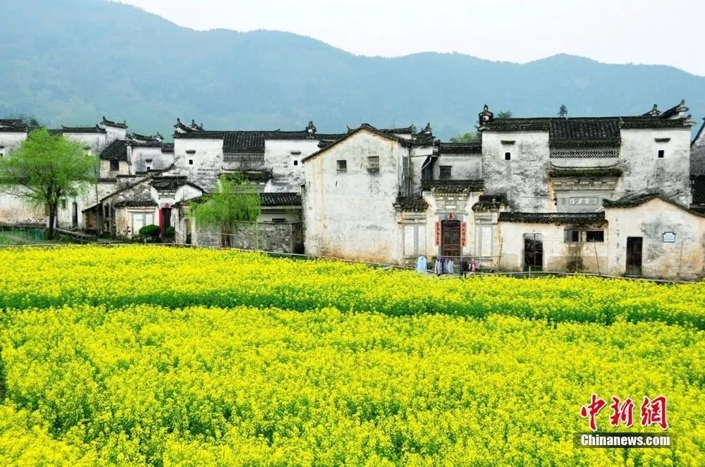 婺源油菜花盛開(kāi)。圖源：婺源鄉(xiāng)村文旅
