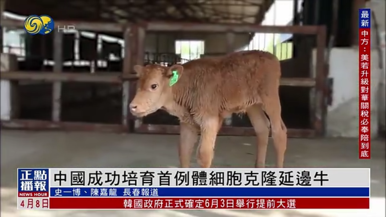 中国成功培育首例体细胞克隆延边牛