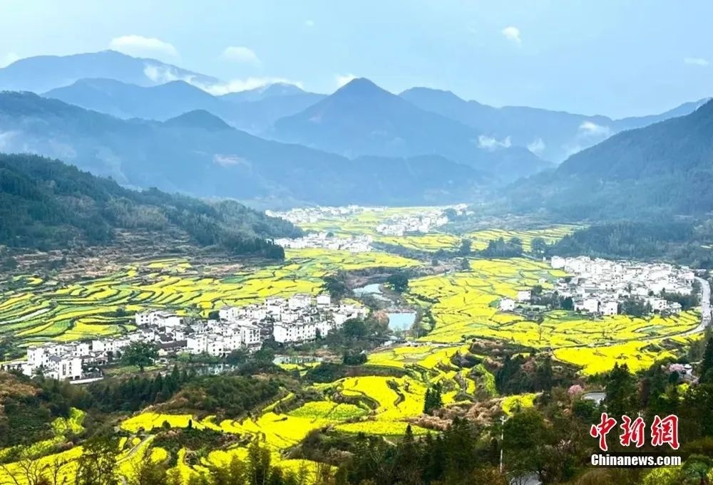 婺源油菜花盛開(kāi)。圖源：婺源鄉(xiāng)村文旅