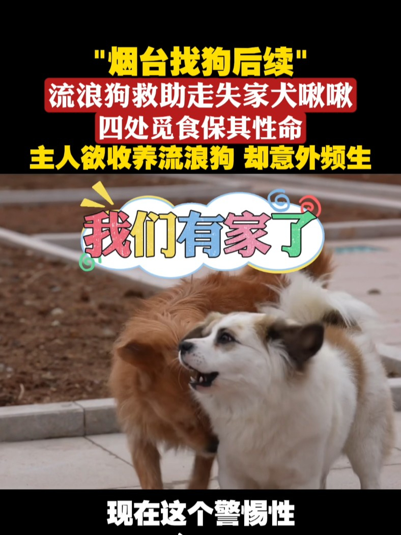 “烟台找狗后续”流浪狗救助走失家犬啾啾，四处觅食保其性命#我们和它们  #流浪狗 #狗