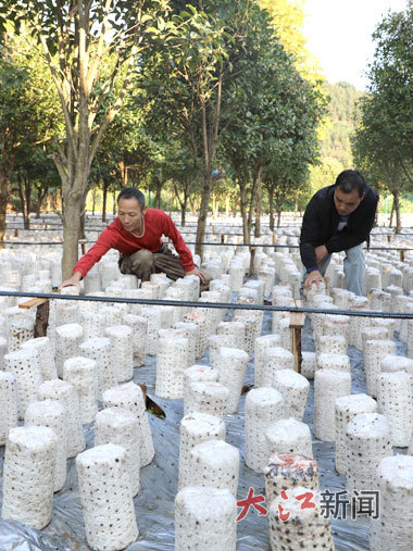 在安福縣北華山林場東風林區，員工正在檢查菌棒出孢情況。大江網視覺江西 馬志勇 攝