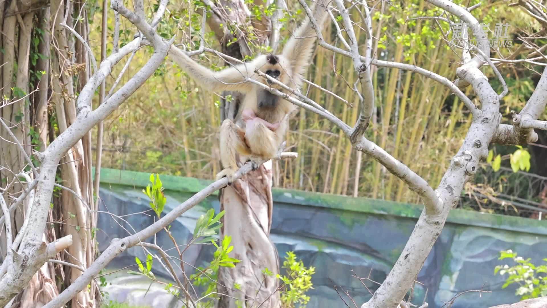 清远长隆成功繁育白颊长臂猿新生宝宝