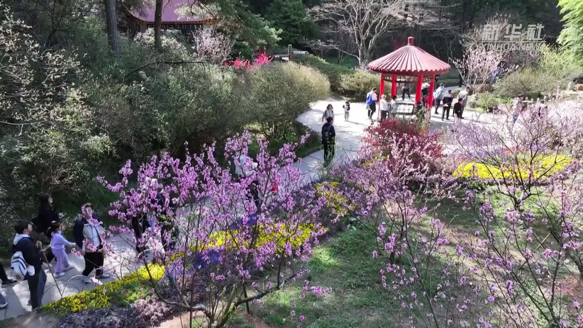 来庐山品味“山寺桃花始盛开”的诗词雅趣