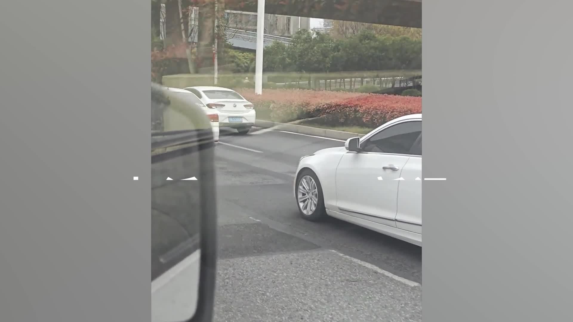 小狗误入快车道被撞，武汉交警执勤救下其同伴：平时挺怕狗，但还是要做自己该做的事