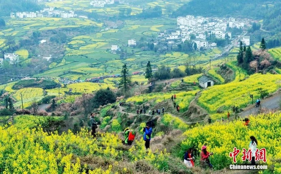 江西省婺源縣江嶺萬(wàn)畝油菜花競(jìng)相綻放。卓忠偉 攝