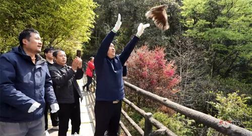 紅隼被放飛大自然