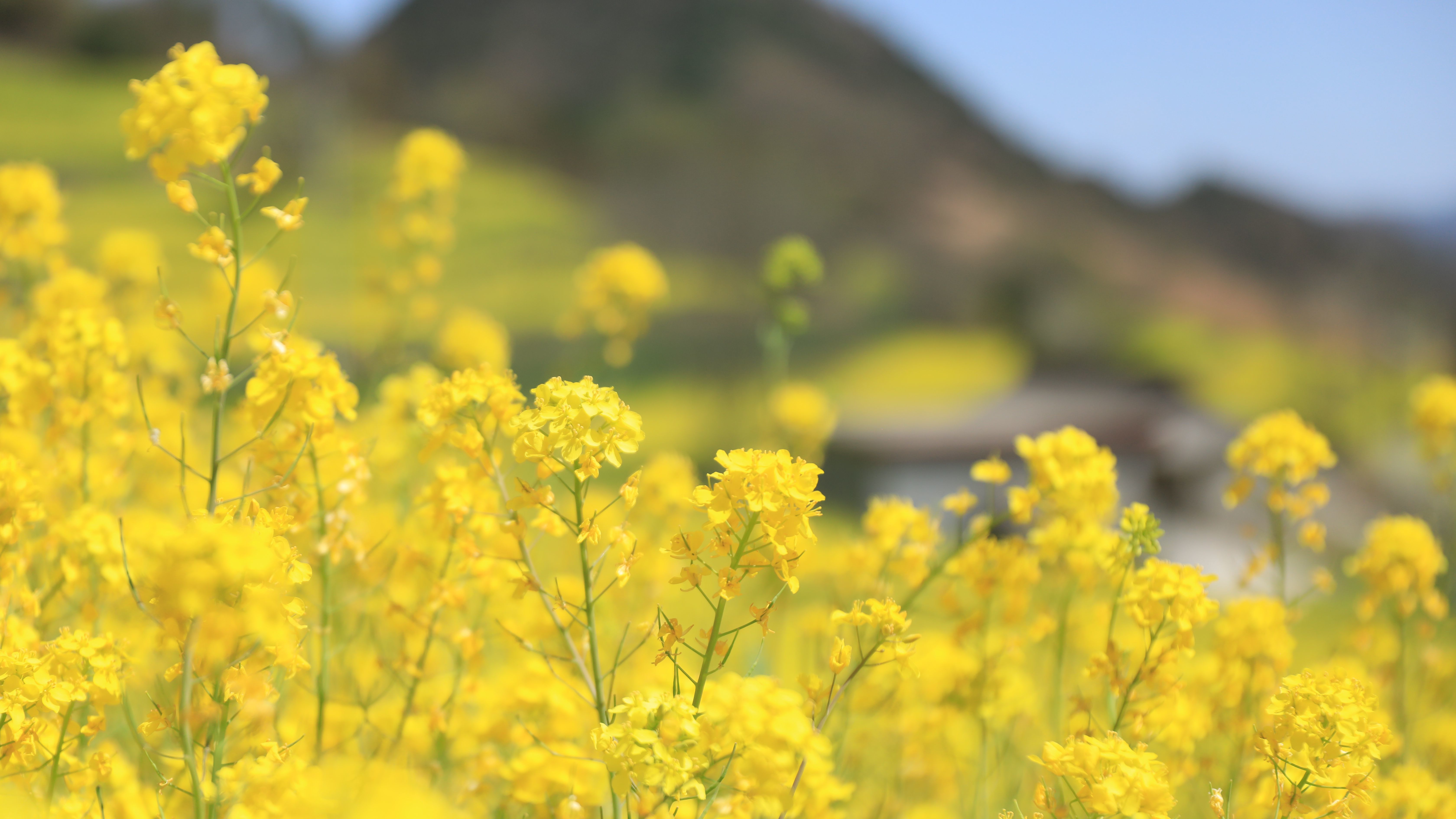 徽县油菜花海绘就乡村振兴新画卷
