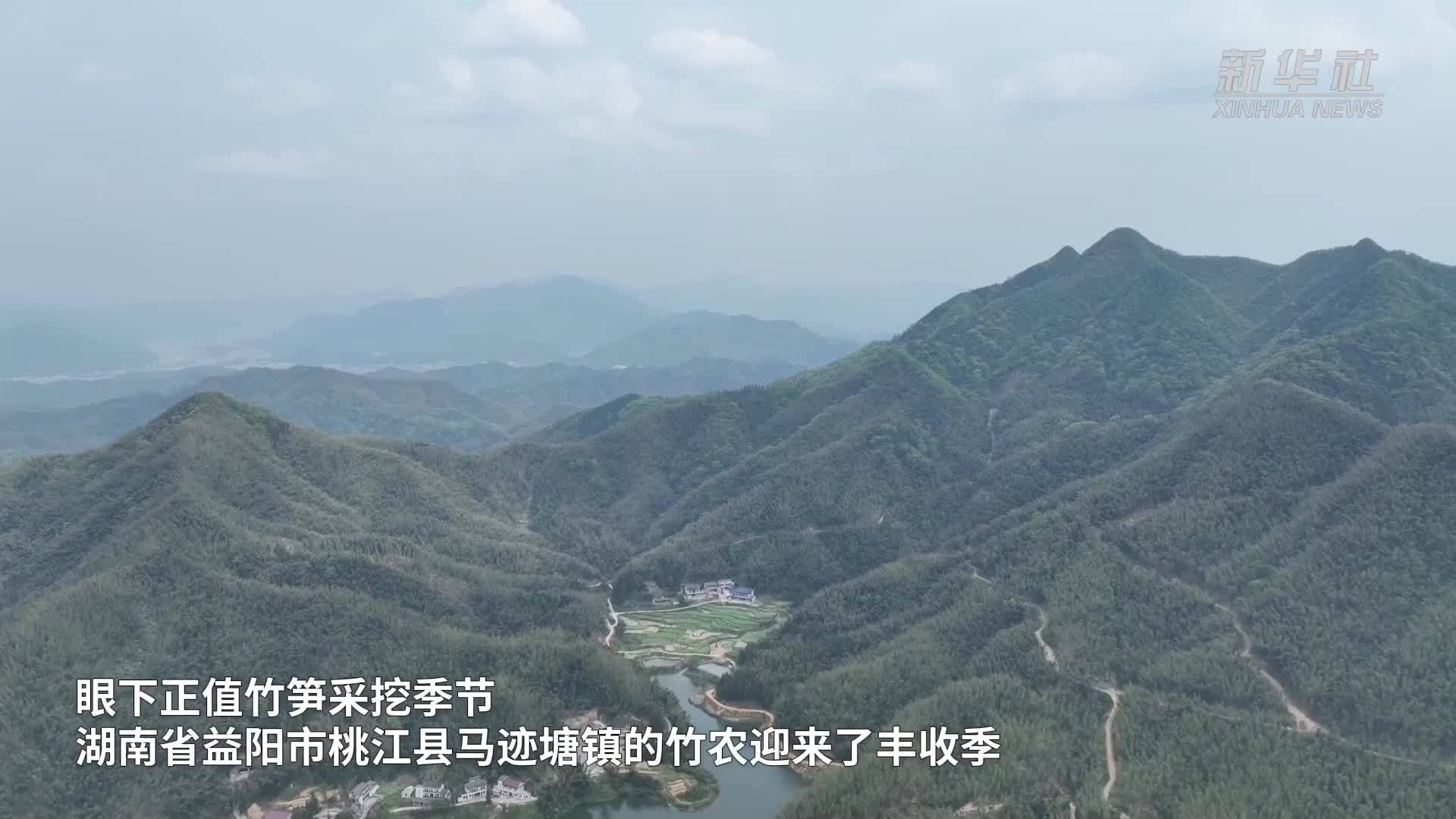 湖南益阳：“一根竹子”如何串起群众致富链条