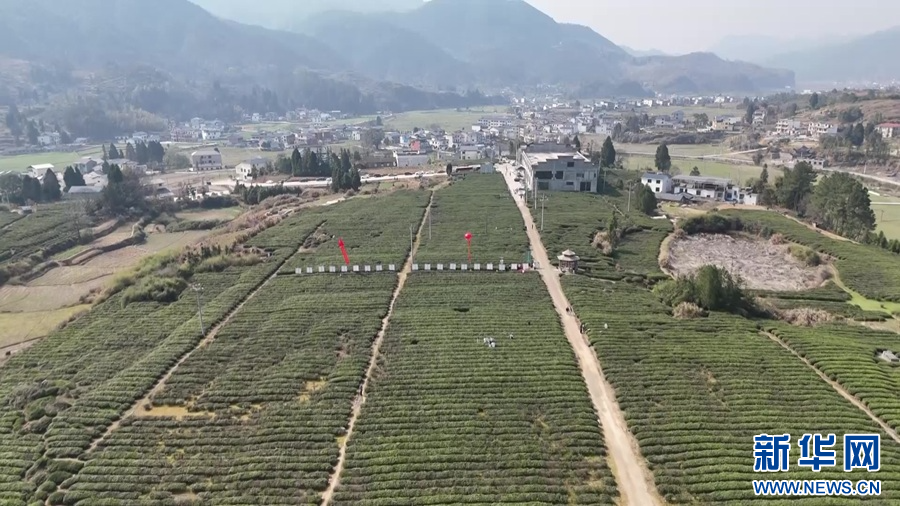修水县大椿乡茶树吐露出新芽。新华网发 吴圆生 摄