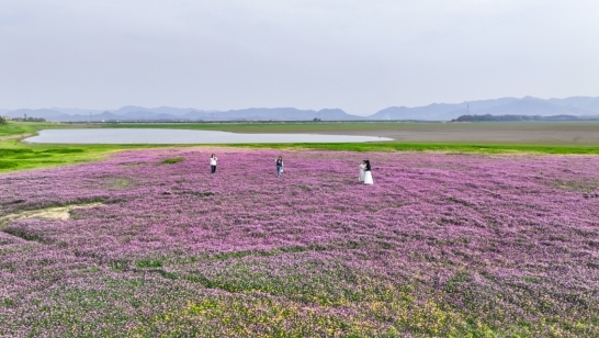 彭泽县芙蓉农场芳湖滩大片紫云英美丽绽放,吸引市民来这里踏青赏花、拍照记录。(陈梦林 摄)