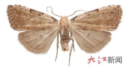 井岡山紋小夜蛾(圖片來源：江西井岡山國家級自然保護區)