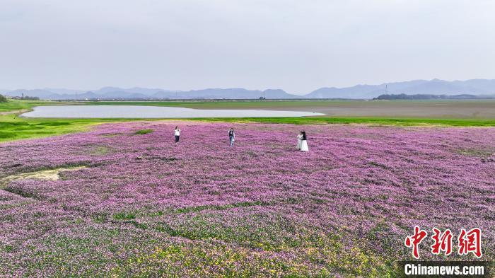 图为江西彭泽县芙蓉农场芳湖滩大片紫云英美丽绽放，吸引市民前来踏青赏花、拍照记录。陈梦林 摄