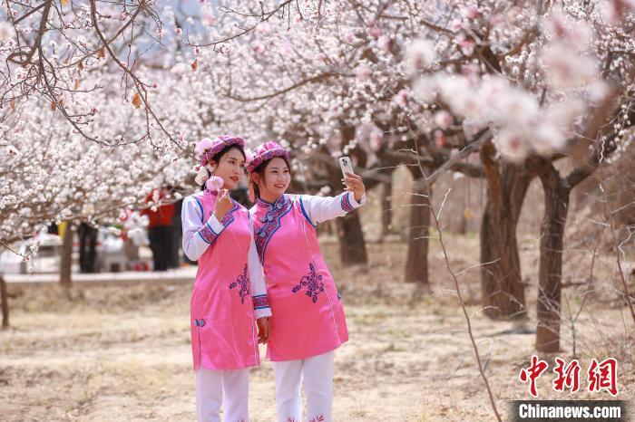图为杏花园里，当地东乡族姑娘打卡拍照。陈坤　摄