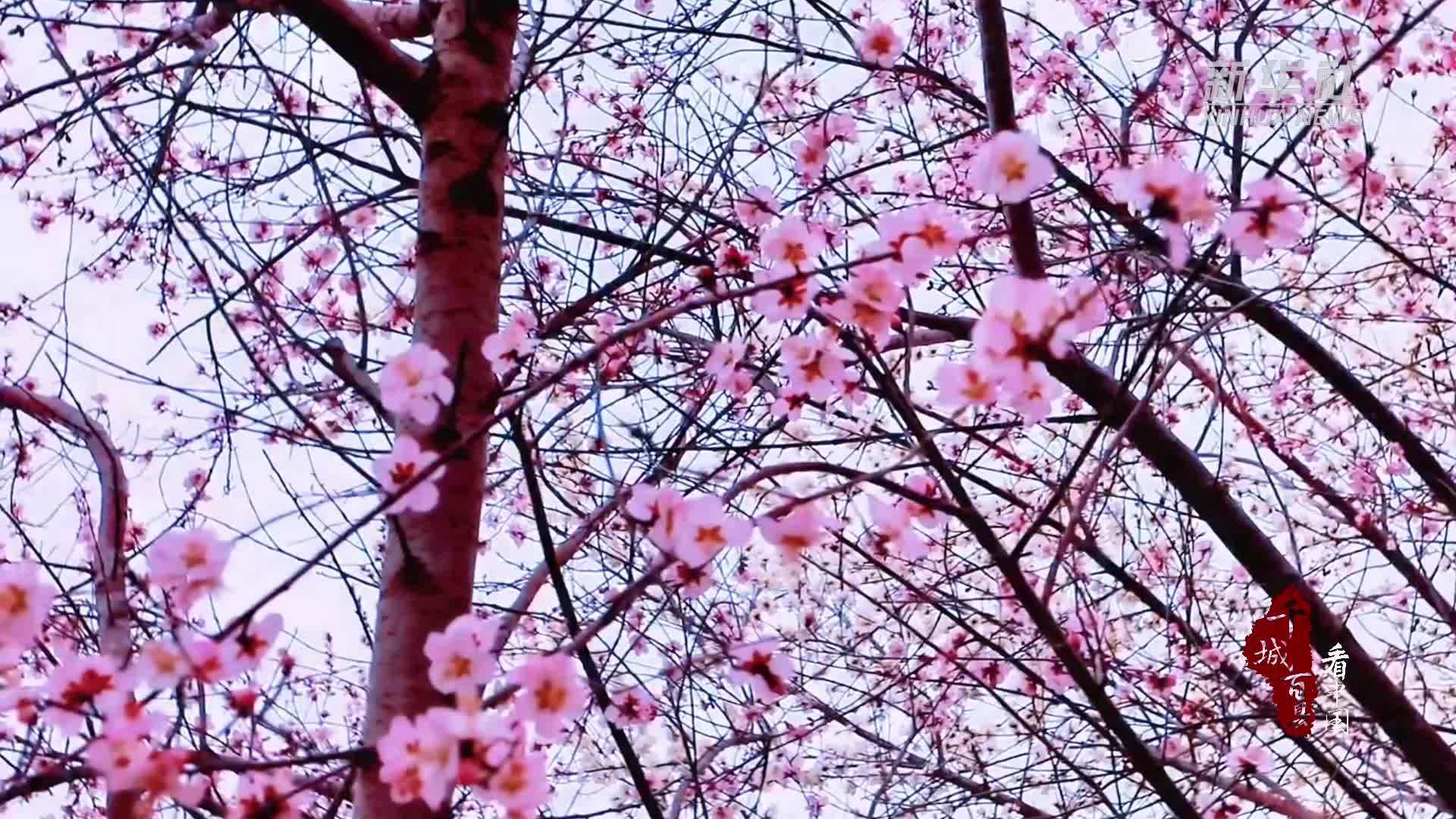 千城百县看中国｜内蒙古：赛罕花信 不负春光