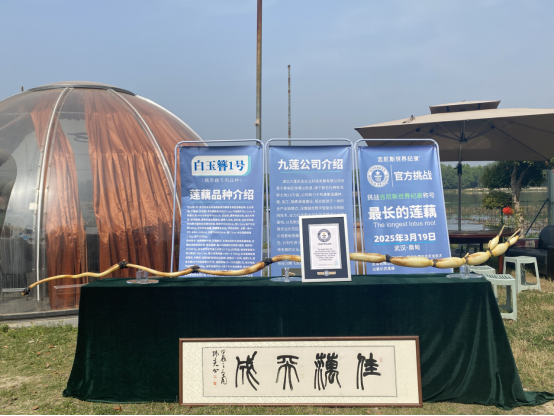 “藕”遇“哪吒”“闹春耕” 蔡甸“莲”通乡村振兴路