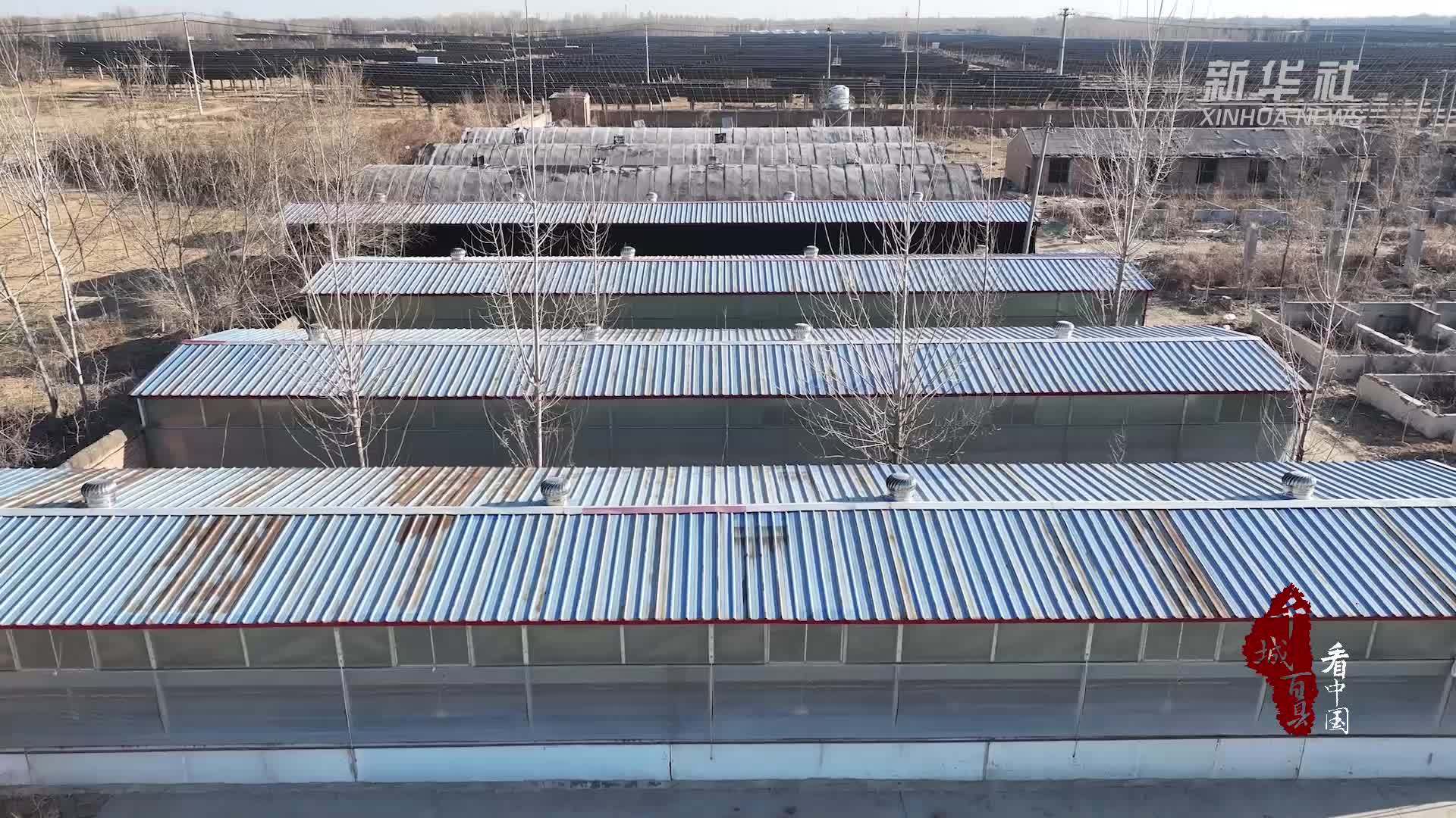 千城百县看中国｜河北广宗：特色养殖拓宽群众“致富路”