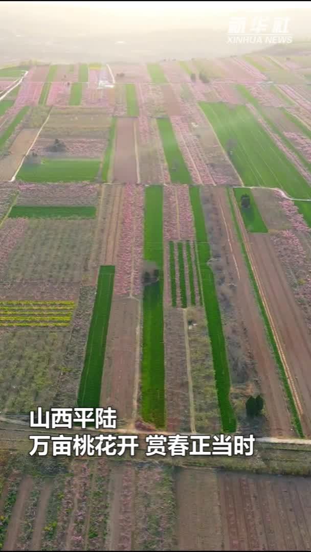 山西平陆：万亩桃花开 赏春正当时