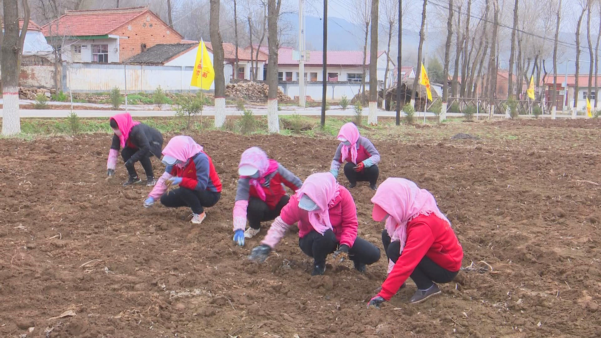 一株草药种出百姓致富千金方　华亭村集体经济"壮"起来