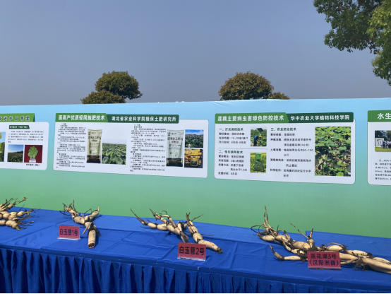 “藕”遇“哪吒”“闹春耕” 蔡甸“莲”通乡村振兴路