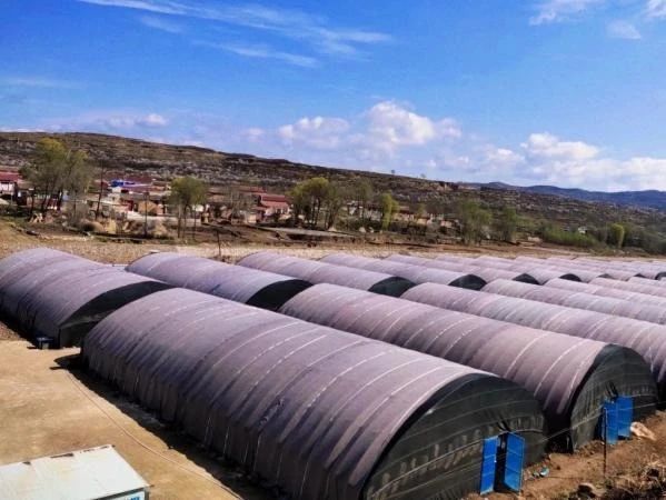 大棚奏响春之曲　华亭“蘑”力不可“菇”量