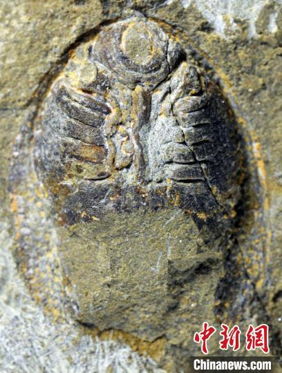 隆平德安魚(yú)化石標(biāo)本。蓋志琨 供圖