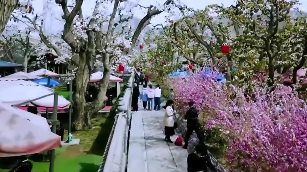 过几天，皋兰的梨花就开了