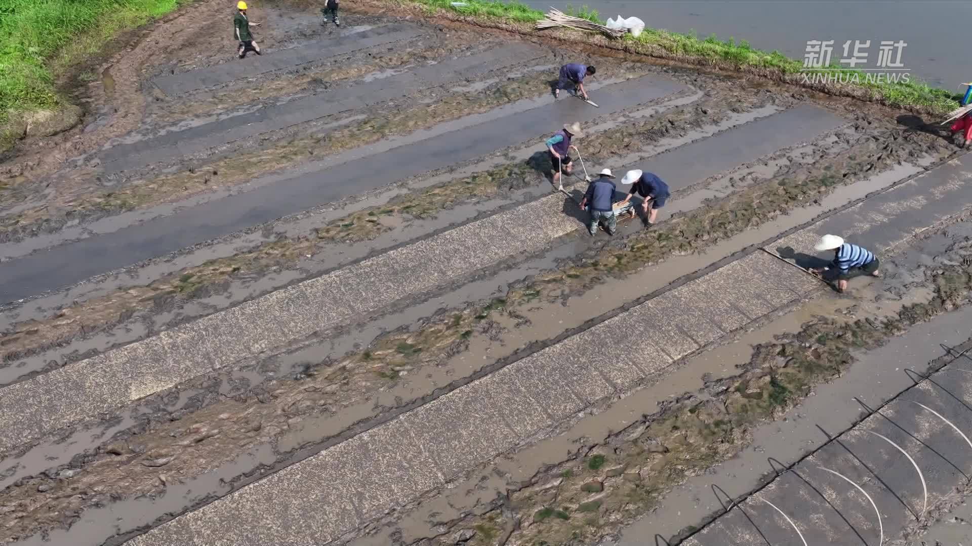 四川泸县：杂交水稻制种育秧忙