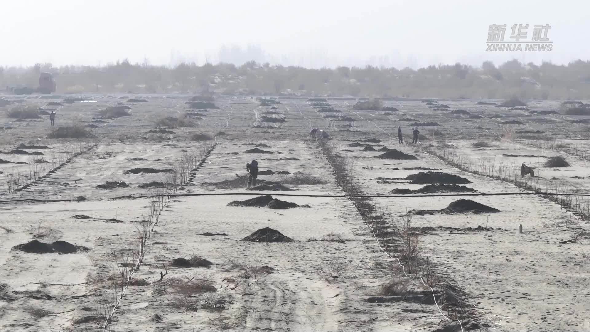 8万株文冠果扎根塔克拉玛干沙漠