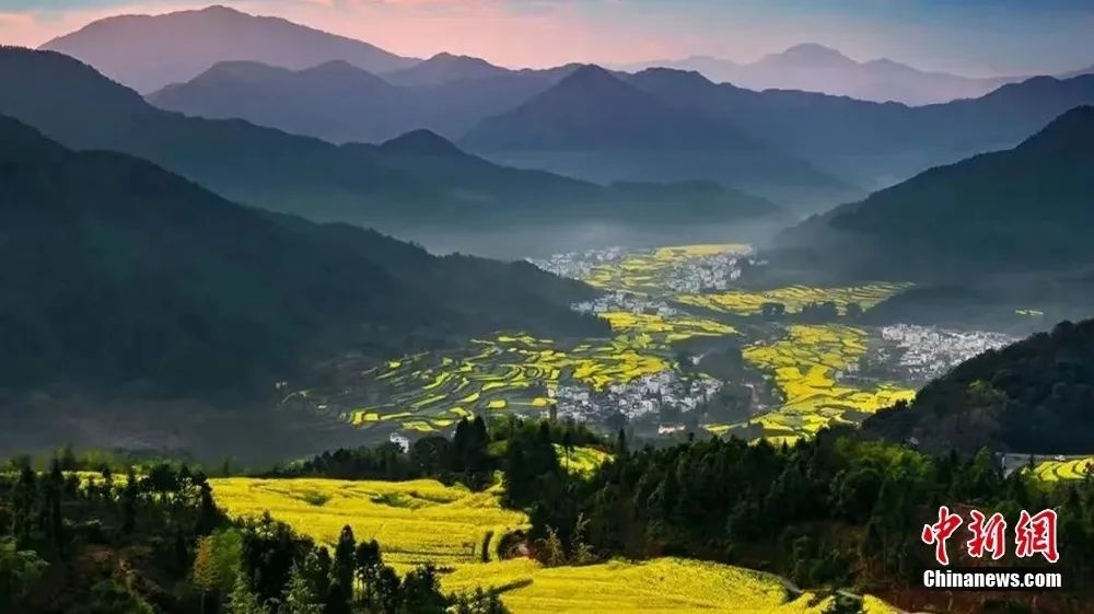 婺源油菜花盛開(kāi)。圖源：上饒文旅