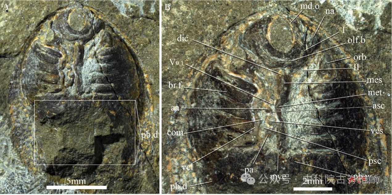 隆平德安鱼化石照片（中国科学院古脊椎动物与古人类研究所供图）