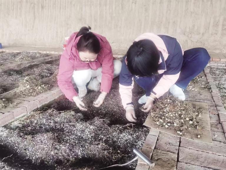 农业科技工作者定植百合试管苗