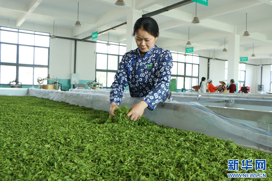 在修水县大椿乡,茶农正在加工茶叶。新华网发 吴圆生 摄