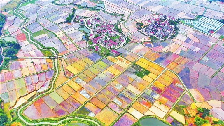 永丰：大地调色盘 田园春色美（图）