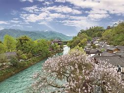 曹政伟：满身泡桐花