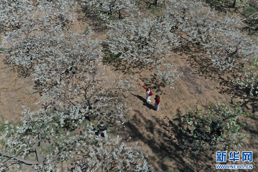 4月6日，河南省内黄县东庄镇西野庄村梨园，游客在踏春游玩。