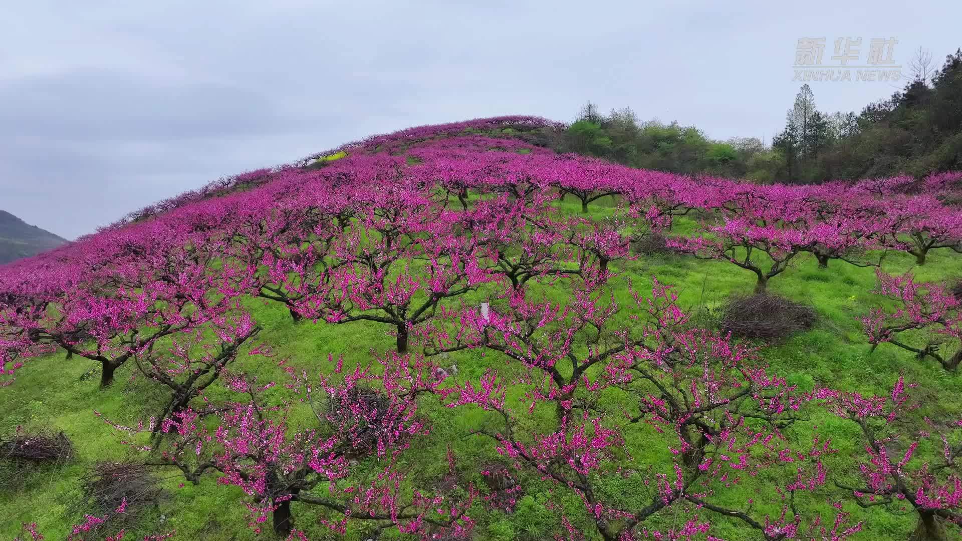 贵州石阡：桃花满山坡 绚烂如画卷