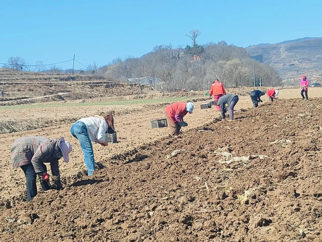 华亭春耕“药”事：构建种植加工销售全链条增收体系