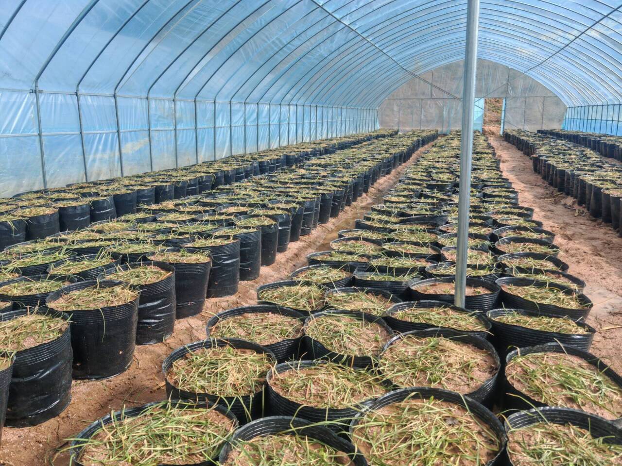 科技赋能　华亭中药材种植亮点满满