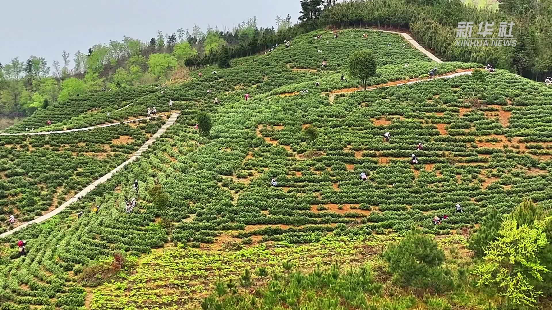村民去哪儿了？原来他们都上了茶山