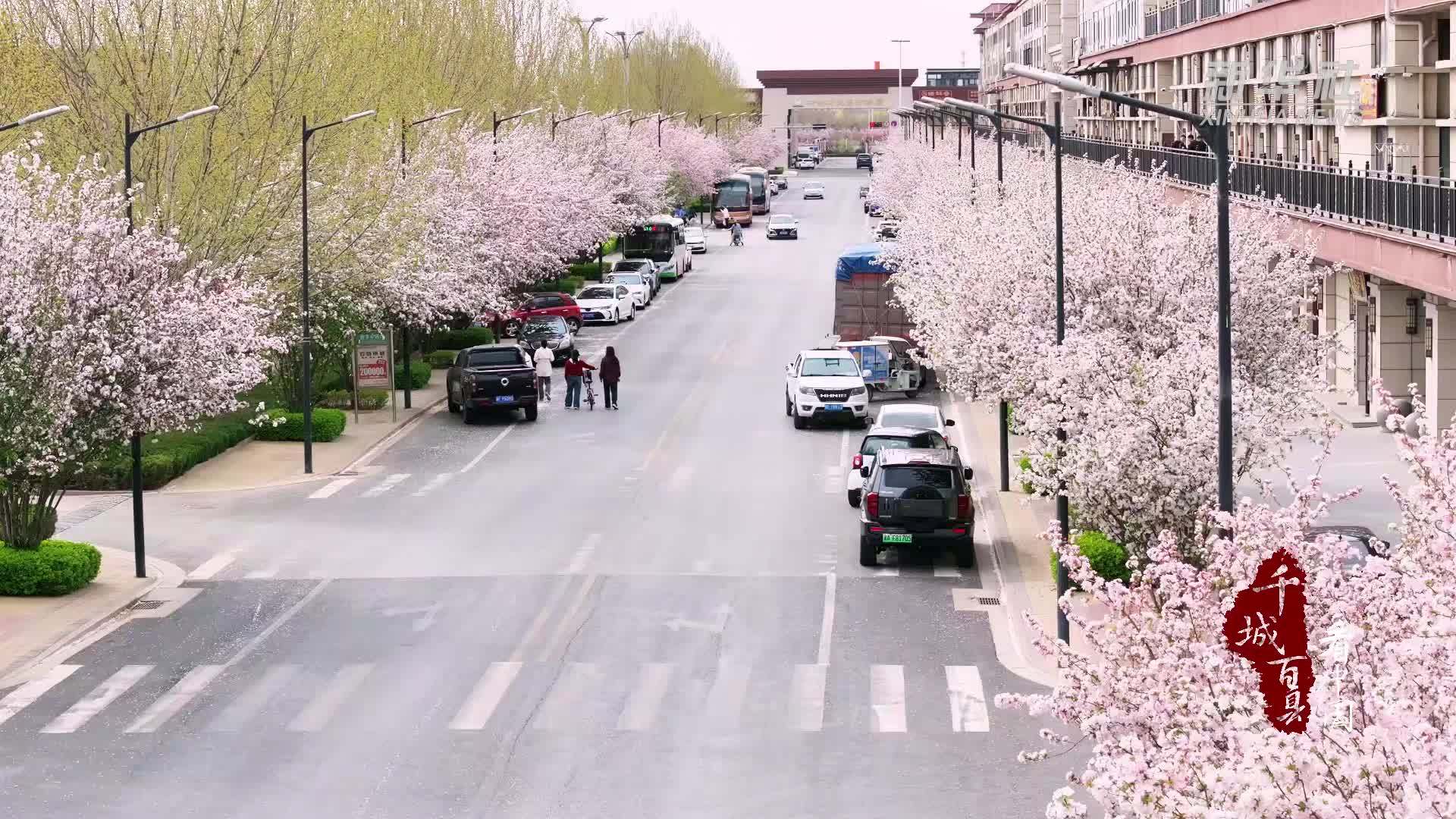 千城百县看中国｜河北安国：花海寻芳 春韵盈城