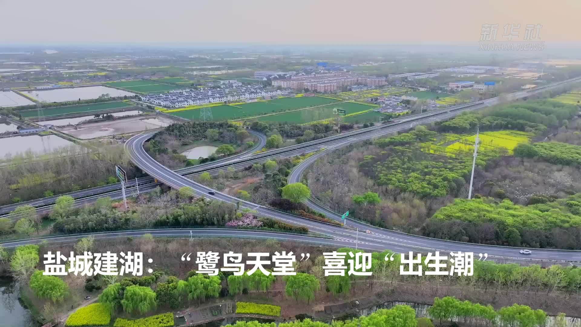 盐城建湖：“鹭鸟天堂”喜迎“出生潮”