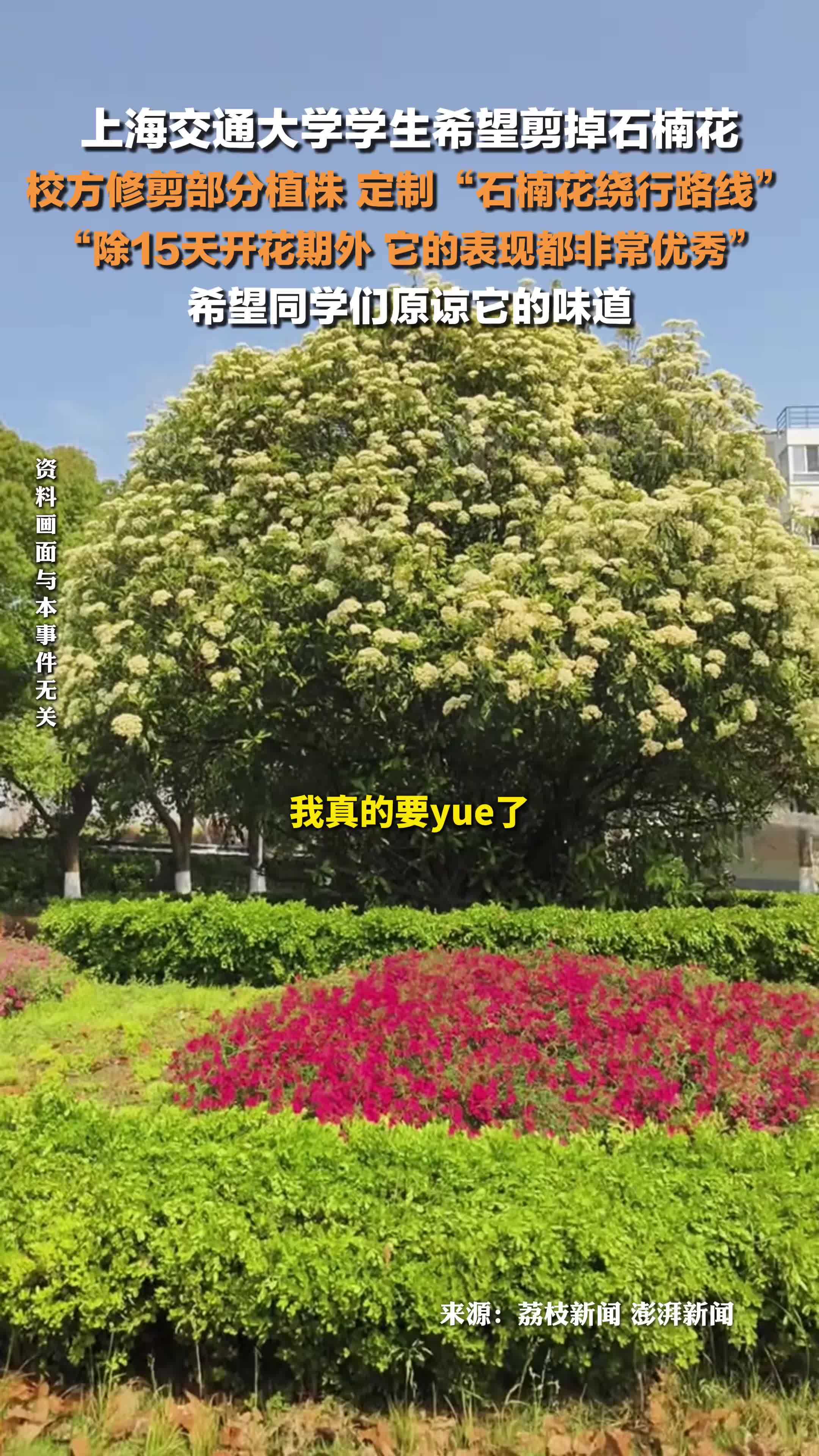 上海交大希望同学们原谅石楠花 ：除15天开花期外，它的表现都非常优秀