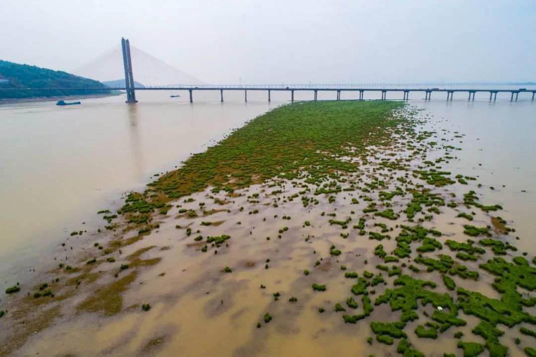 摄于2021年4月7日，当天11时，鄱阳湖湖口站水位达11.41米，与今年同期相差3米以上