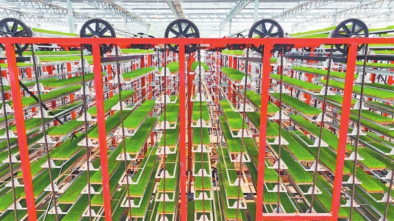 南康区：智能化育秧（图）