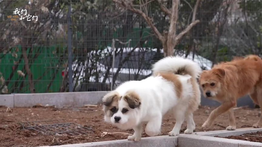 “烟台找狗后续”流浪狗救助走失家犬啾啾，四处觅食保其性命